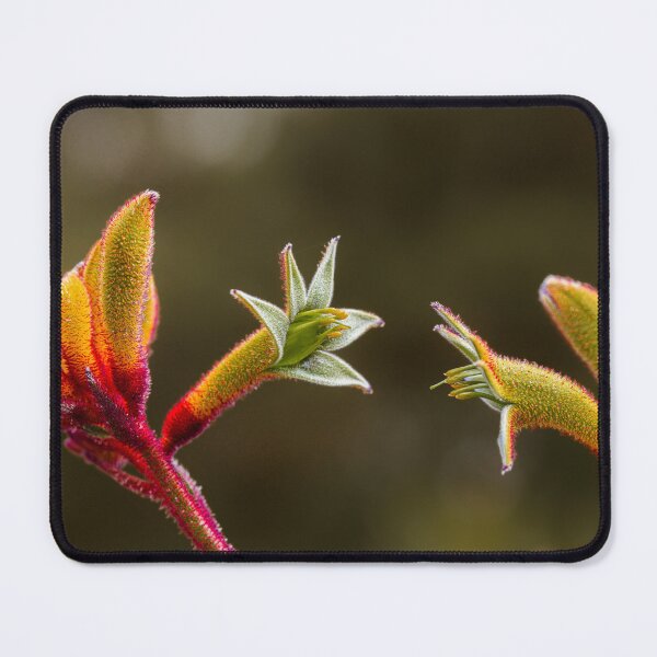 Item preview, Kangaroo Paw Botanical Macro Dialogue – Fine Art Canvas Print designed and sold by MinzMarchStudio.