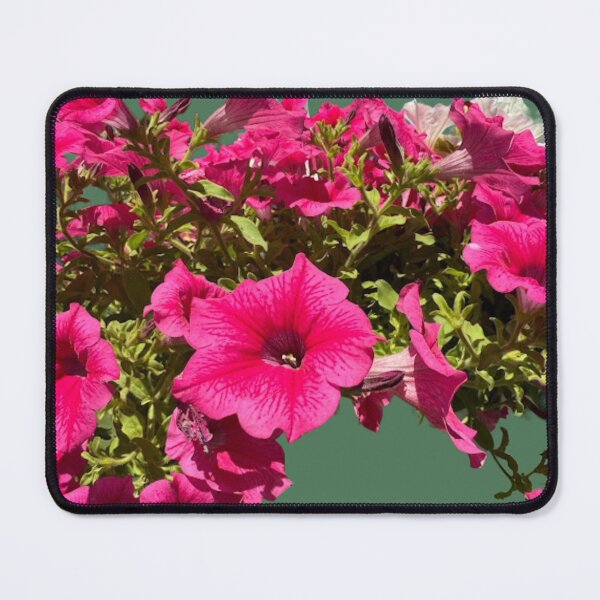 Item preview, Isolated Bright Pink Petunia Flower Cascade Macro Cutout designed and sold by BalkanBloom.