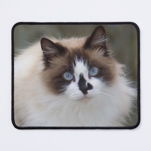 Item preview, Blue-Eyed Long-Haired Cat designed and sold by MiCarmoart.