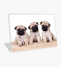 Three pug puppy Laptop Skin