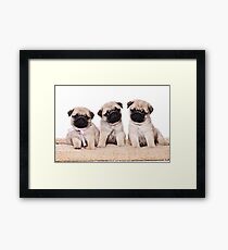 Three pug puppy Framed Print