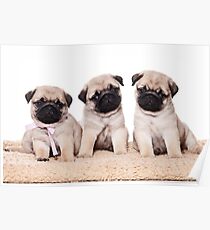 Three pug puppy Poster