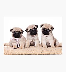 Three pug puppy Photographic Print