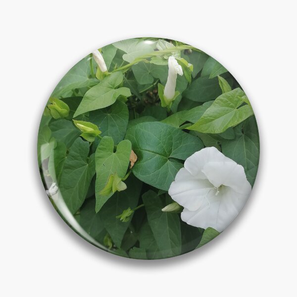 Item preview, White Morning Glory designed and sold by PhuongVoArt.