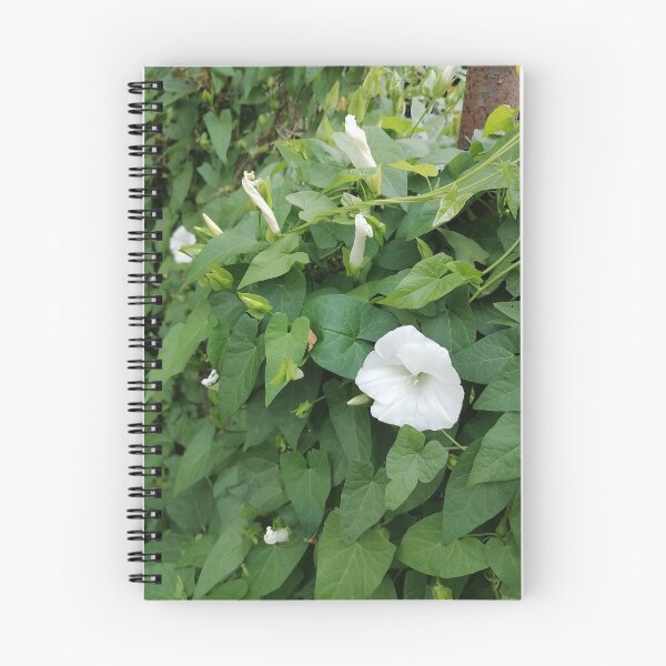 Item preview, White Morning Glory designed and sold by PhuongVoArt.