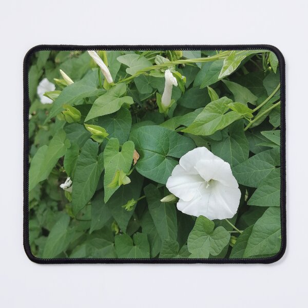 Item preview, White Morning Glory designed and sold by PhuongVoArt.