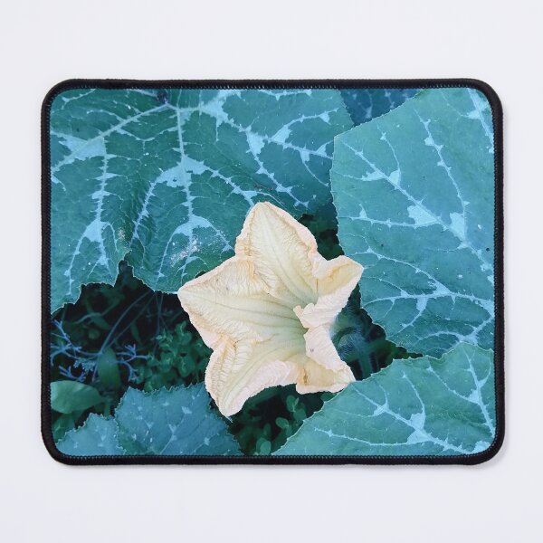 Item preview, Pale Yellow Squash Blossom designed and sold by PhuongVoArt.
