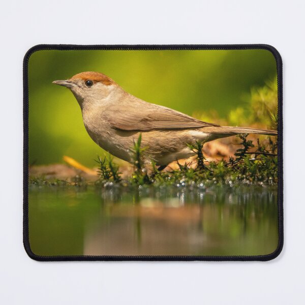 Item preview, Serene Female Blackcap by the Water designed and sold by cgnature1983.