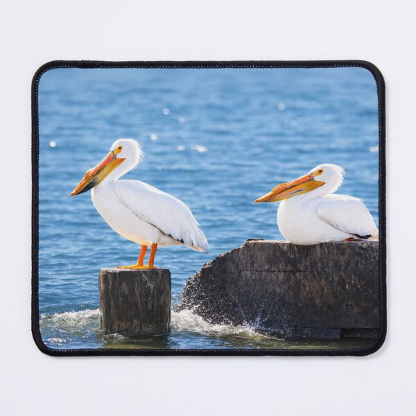 Item preview, Pelicans sitting on edge of jetties designed and sold by TerraMediaLLC.
