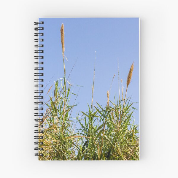 Item preview, Pampas Grass And Tall Reeds Against A Clear Blue Sky In Serene Natural Landscape designed and sold by Nmallia.
