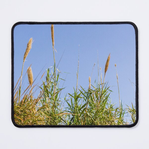 Item preview, Pampas Grass And Tall Reeds Against A Clear Blue Sky In Serene Natural Landscape designed and sold by Nmallia.