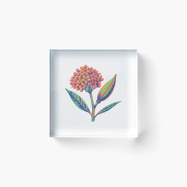 Item preview, Butterfly Weed Seedpod designed and sold by The-Art-of-D.