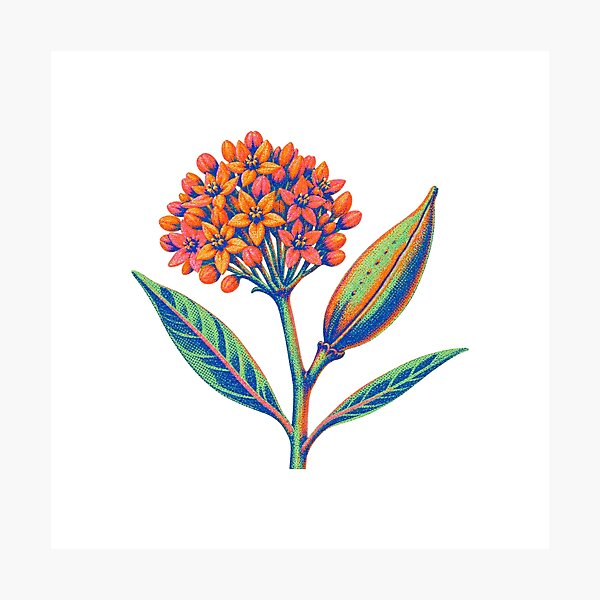 Item preview, Butterfly Weed Seedpod designed and sold by The-Art-of-D.