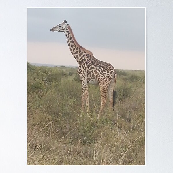 Item preview, A giraffe in the wild at Nairobi National Park.  designed and sold by Jamesk82.
