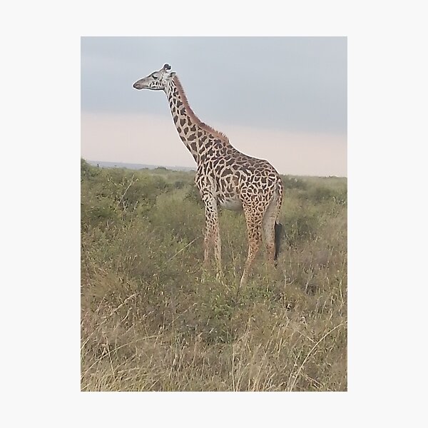 Artikelvorschau, Eine Giraffe in freier Wildbahn im Nairobi-Nationalpark. entworfen und verkauft von Jamesk82.