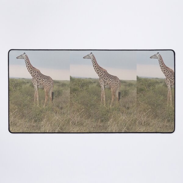 Item preview, A giraffe in the wild at Nairobi National Park. designed and sold by Jamesk82.