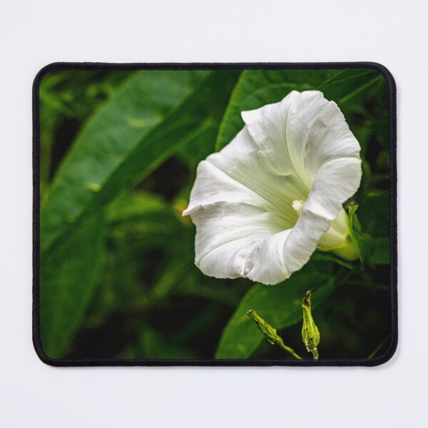 Item preview, Rise and shine bugle designed and sold by Joel Bader.