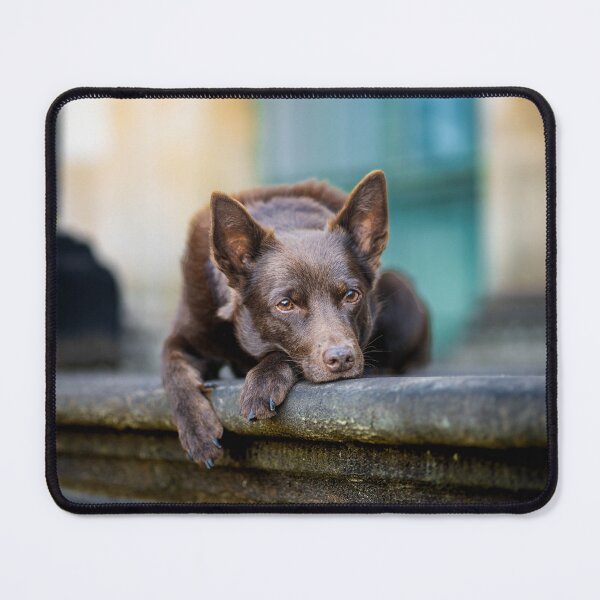 Item preview, Kelpie designed and sold by Doghmani-Art.