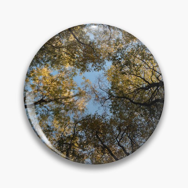 Item preview, autumn birches, delgaty woods designed and sold by codaimages.