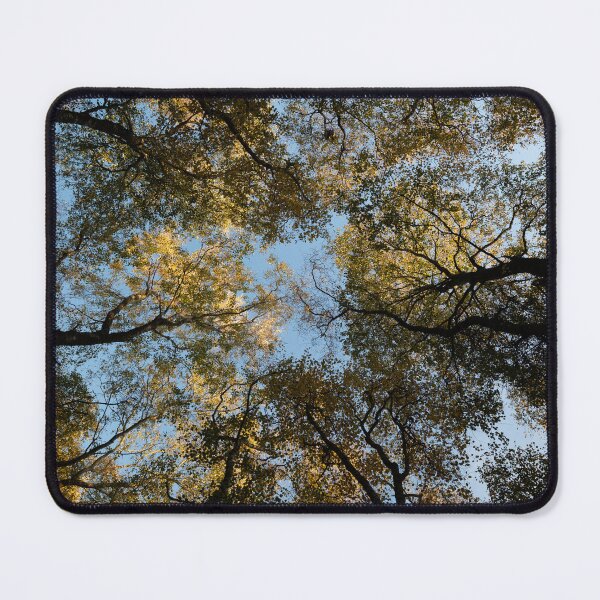 Item preview, autumn birches, delgaty woods designed and sold by codaimages.
