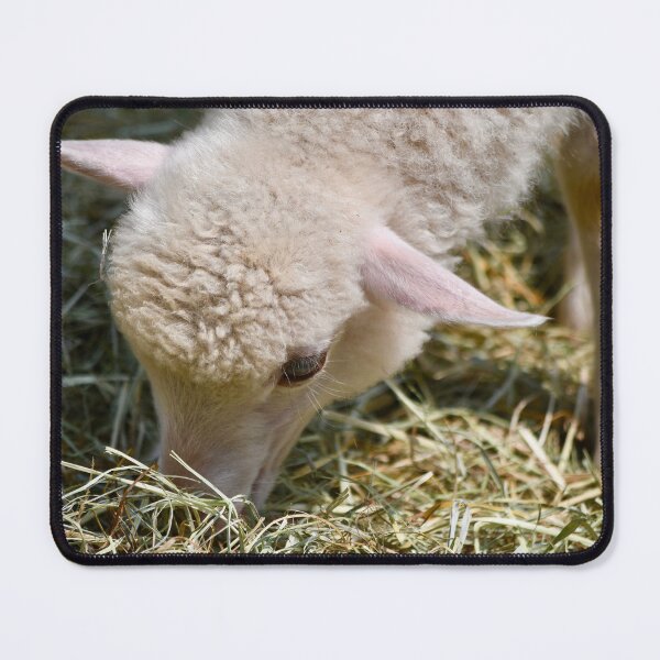 Item preview, Little Lamb Grazing designed and sold by richardbryce.