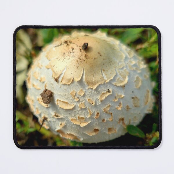 Item preview, White Shaggy Mushroom Cap Photo designed and sold by NikaNavi.