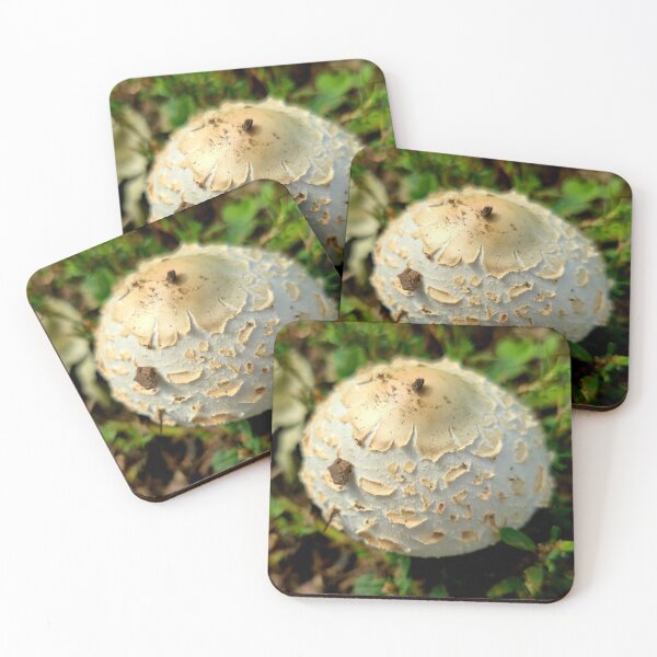 Item preview, White Shaggy Mushroom Cap Photo designed and sold by NikaNavi.