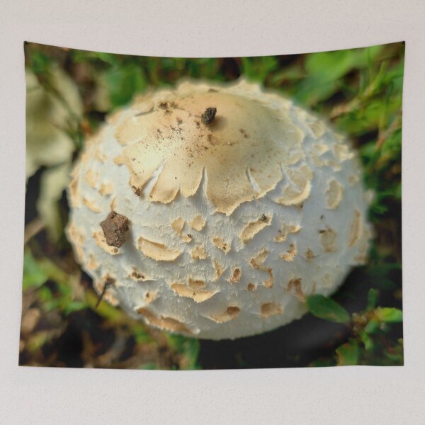 Item preview, White Shaggy Mushroom Cap Photo designed and sold by NikaNavi.