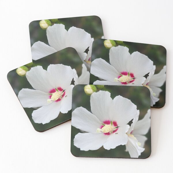 Item preview, White Hibiscus Bloom with Pink Center Photo designed and sold by NikaNavi.