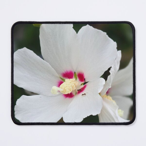 Item preview, White Hibiscus Bloom with Pink Center Photo designed and sold by NikaNavi.