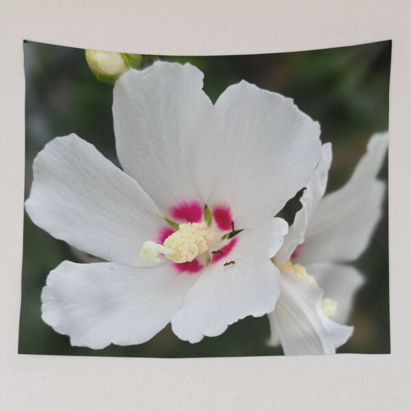 Item preview, White Hibiscus Bloom with Pink Center Photo designed and sold by NikaNavi.