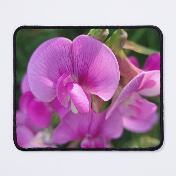 Item preview, Pink Debutant designed and sold by SCTBUFFALOPHOTO.