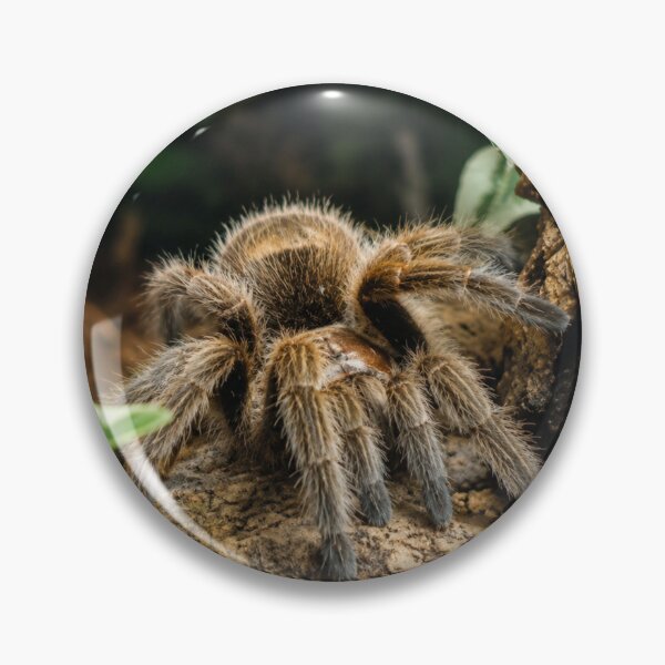 Item preview, Furry Tarantula Emerging designed and sold by Astute-Artio-Photography.