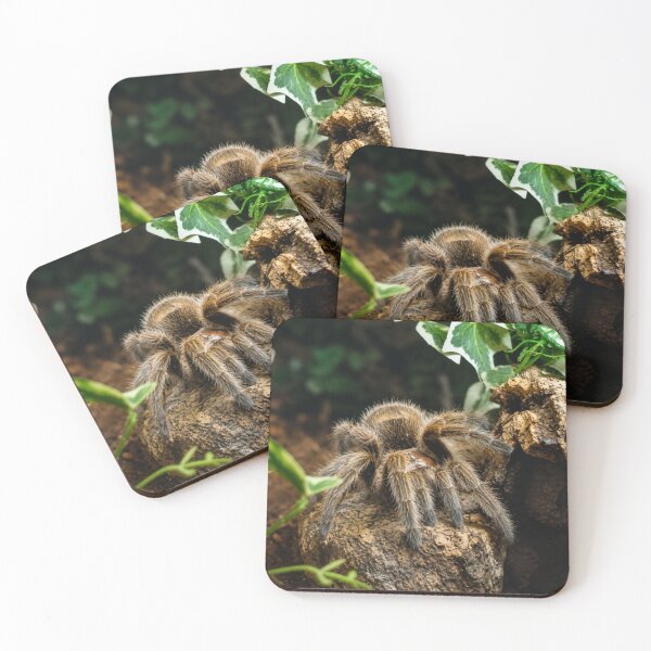 Item preview, Furry Tarantula Emerging designed and sold by Astute-Artio-Photography.
