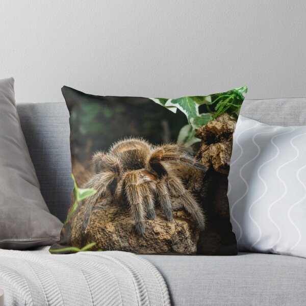 Item preview, Furry Tarantula Emerging designed and sold by Astute-Artio-Photography.