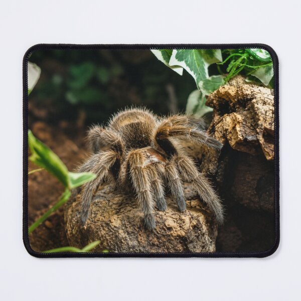 Item preview, Furry Tarantula Emerging designed and sold by Astute-Artio-Photography.