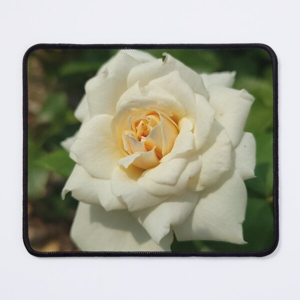 Item preview, White Rose Blooming designed and sold by SCTBUFFALOPHOTO.