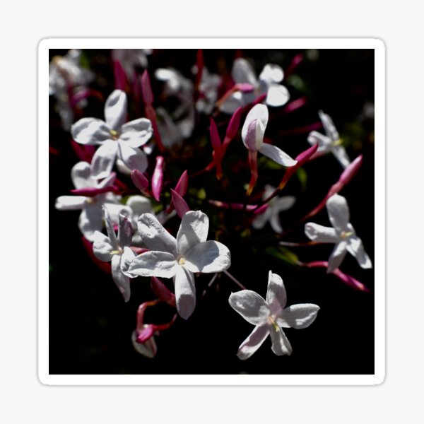 Jasmine Blooms On Black Sticker