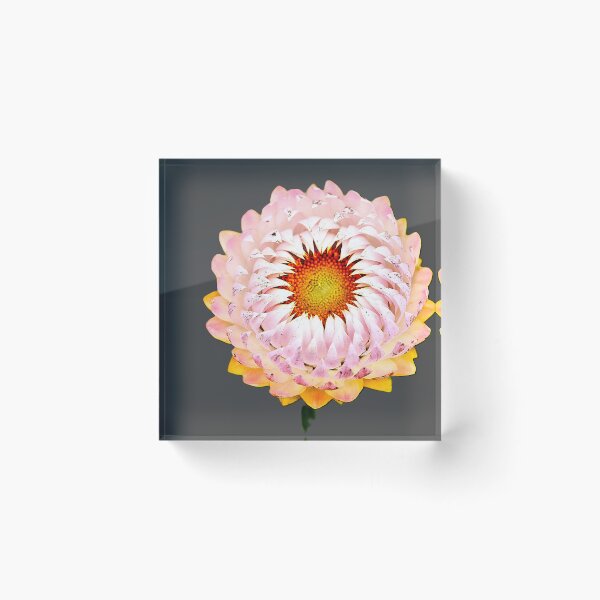 Item preview, Being Pink and Lasting Forever. designed and sold by Larry Davis.