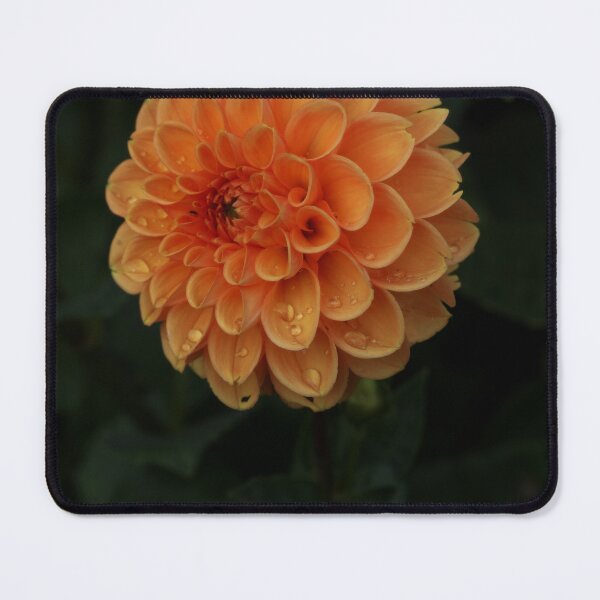 Item preview, Dahlia designed and sold by Vstarkphotos.
