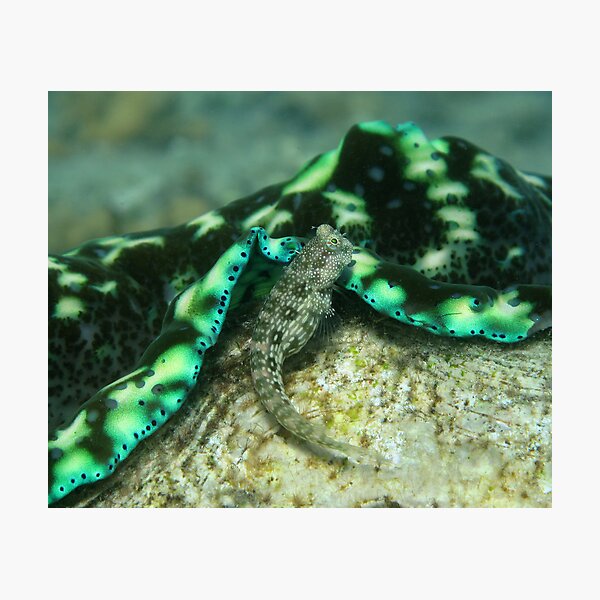 Salarius Photographic Print