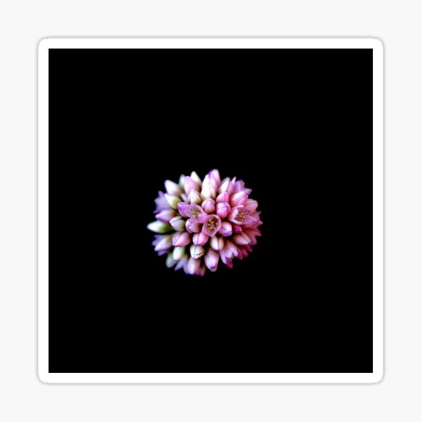 Solo Bloom On Black Sticker