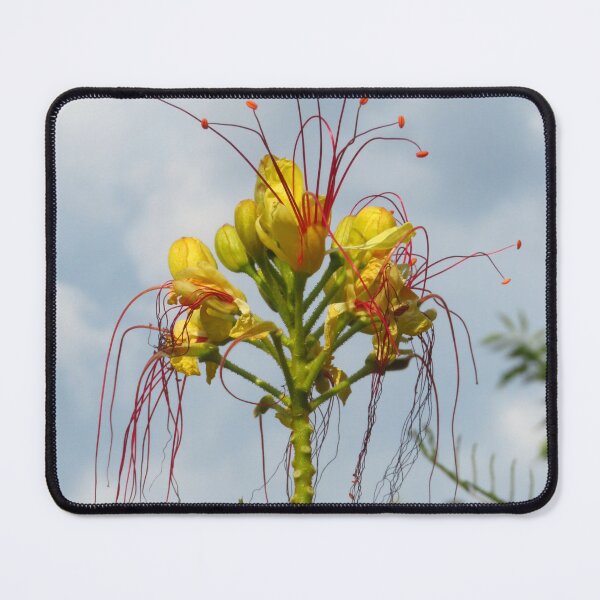 Item preview, Adriatic Yellow Flower designed and sold by wiggyofipswich.