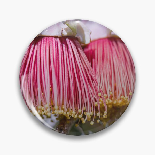 Item preview, Eucalyptus alatissima Macro – Fine Art Photography Print designed and sold by MinzMarchStudio.
