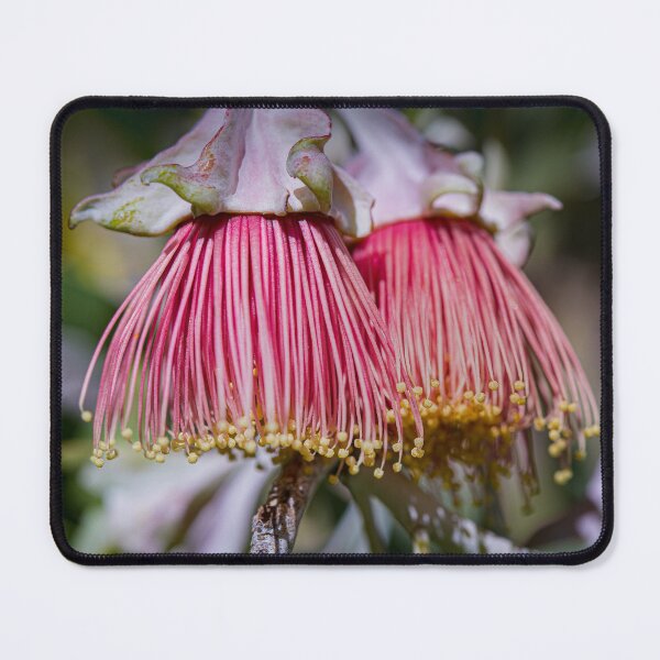 Item preview, Eucalyptus alatissima Macro – Fine Art Photography Print designed and sold by MinzMarchStudio.