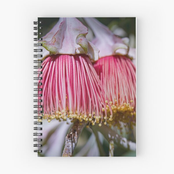 Item preview, Eucalyptus alatissima Macro – Fine Art Photography Print designed and sold by MinzMarchStudio.