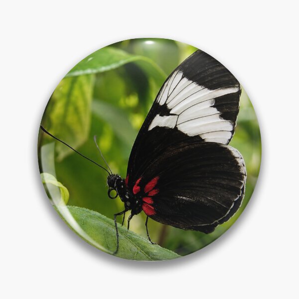 Item preview, Elegant Sapho Longwing Butterfly Resting on a Green Leaf designed and sold by Astute-Artio-Photography.
