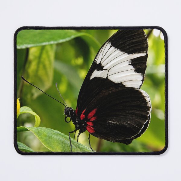 Item preview, Elegant Sapho Longwing Butterfly Resting on a Green Leaf designed and sold by Astute-Artio-Photography.