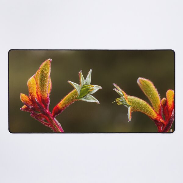 Item preview, Kangaroo Paw Botanical Macro Dialogue – Fine Art Photography Print designed and sold by MinzMarchStudio.