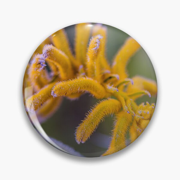 Item preview, Golden Yellow Kangaroo Paw Macro – Fine Art Photography Print designed and sold by MinzMarchStudio.